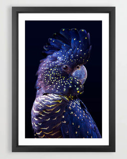 Black Cockatoo Art Print