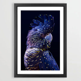 Black Cockatoo Art Print