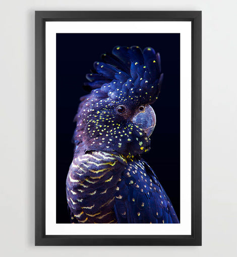 Black Cockatoo Art Print