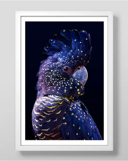 Black Cockatoo Art Print