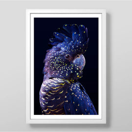 Black Cockatoo Art Print