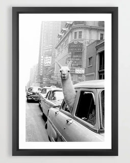 Llama in the City Art Print