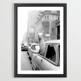 Llama in the City Art Print