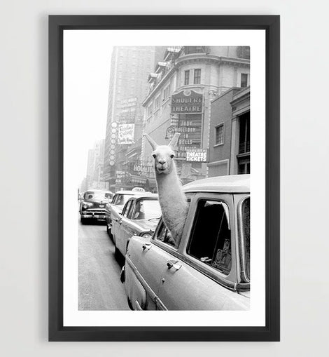 Llama in the City Art Print