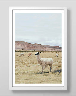 Pastures Art Print